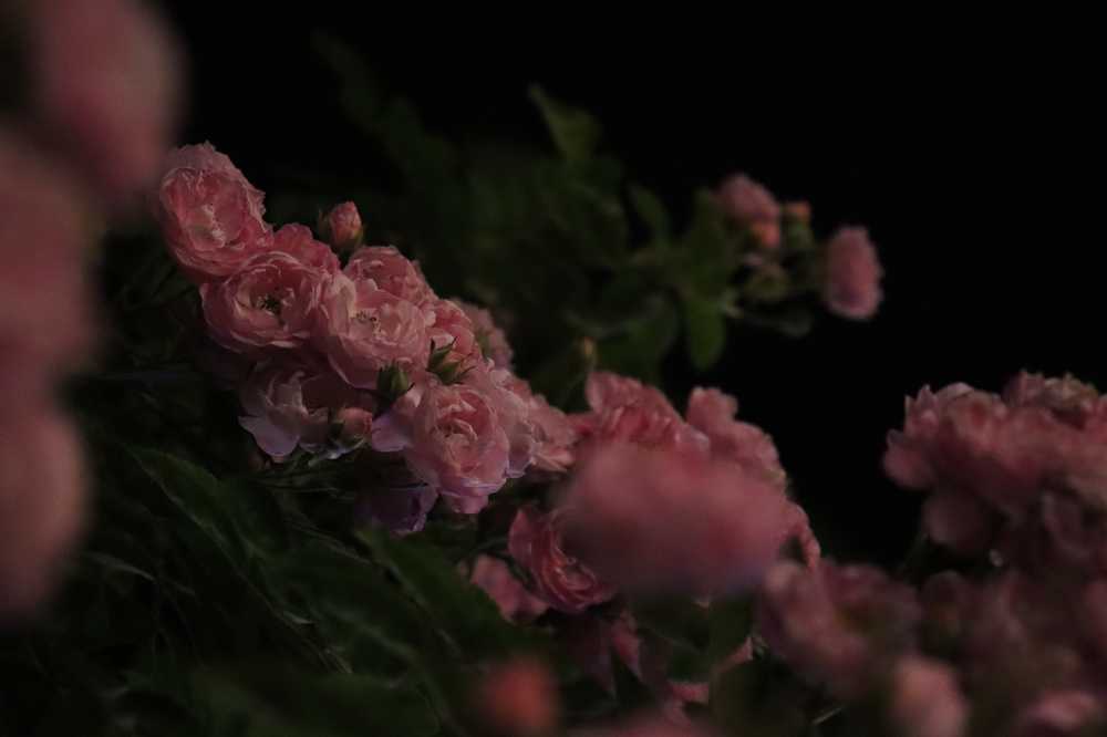 夜色蔷薇