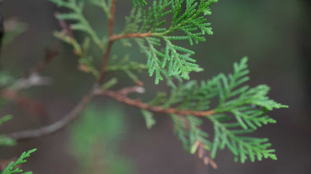 花草植物 38