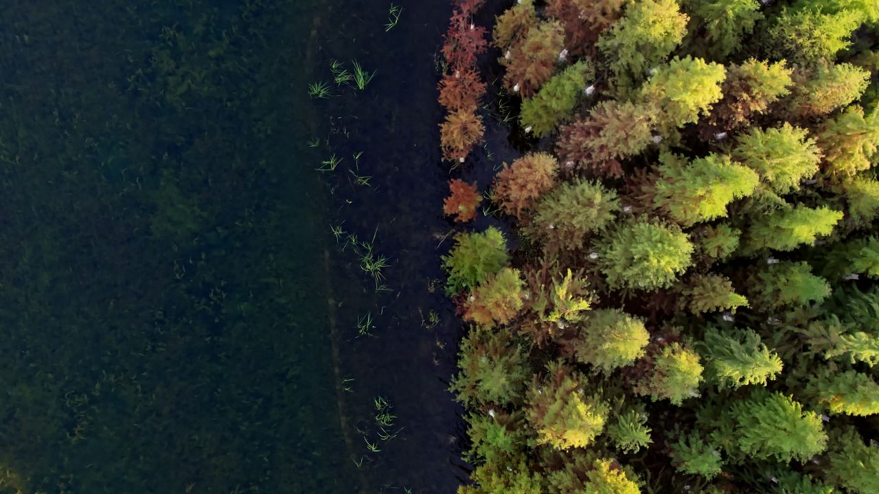 长沙松雅湖湿地公园秋天水杉航拍
