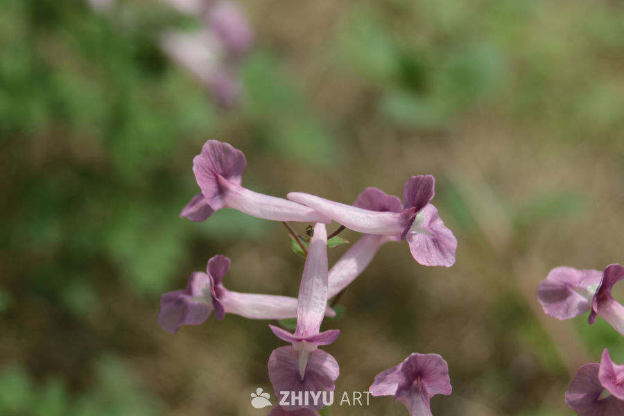 紫色花海的宁静时光