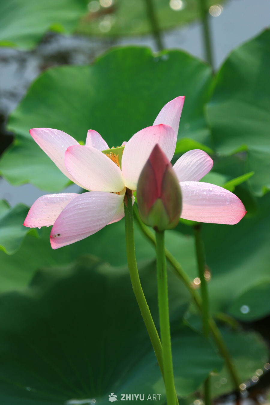 盛夏荷花 127