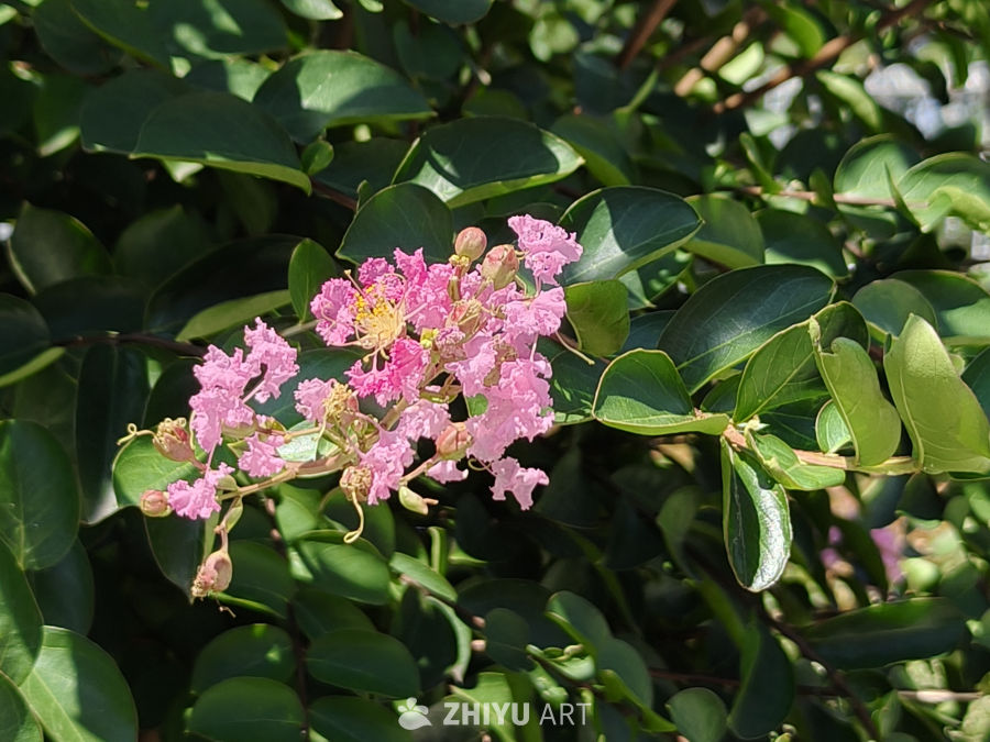 夏日里盛开的紫薇花