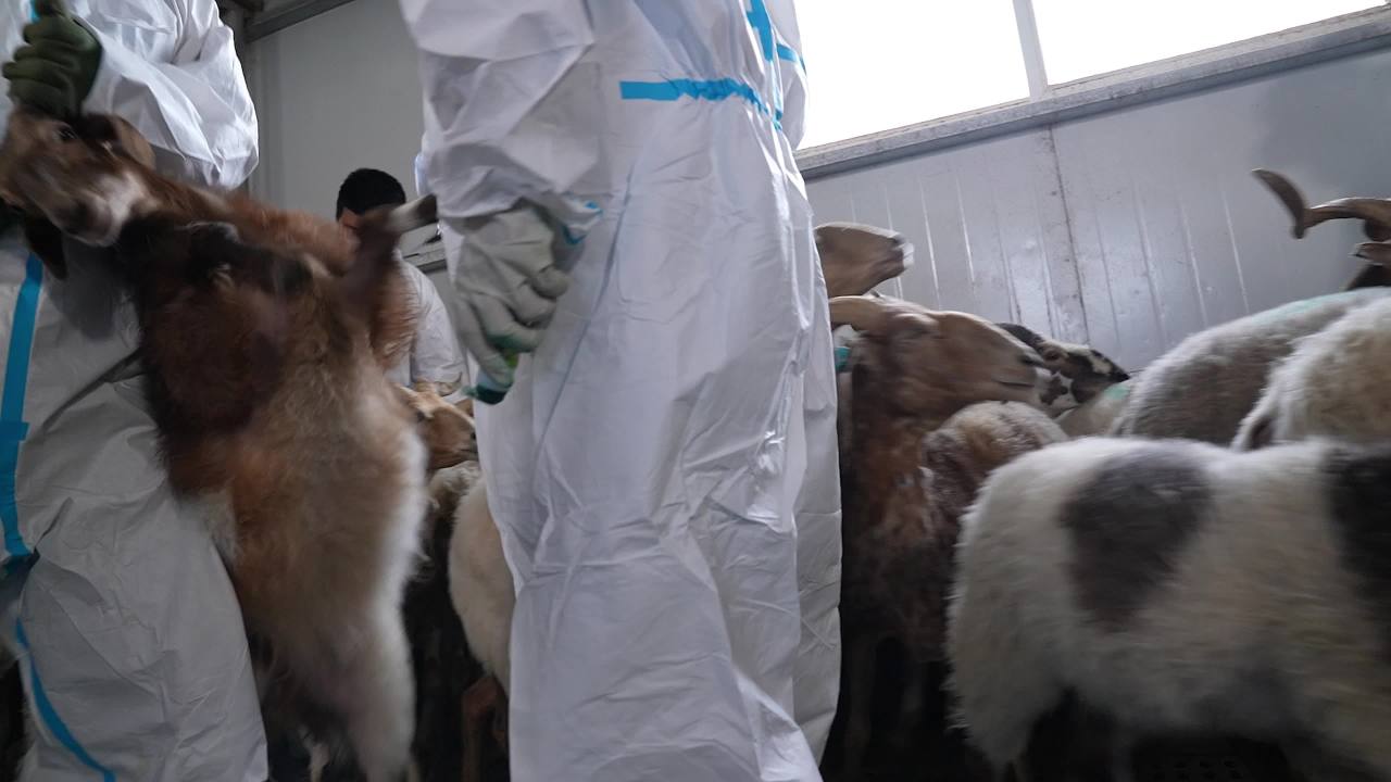 山羊养殖防疫工作