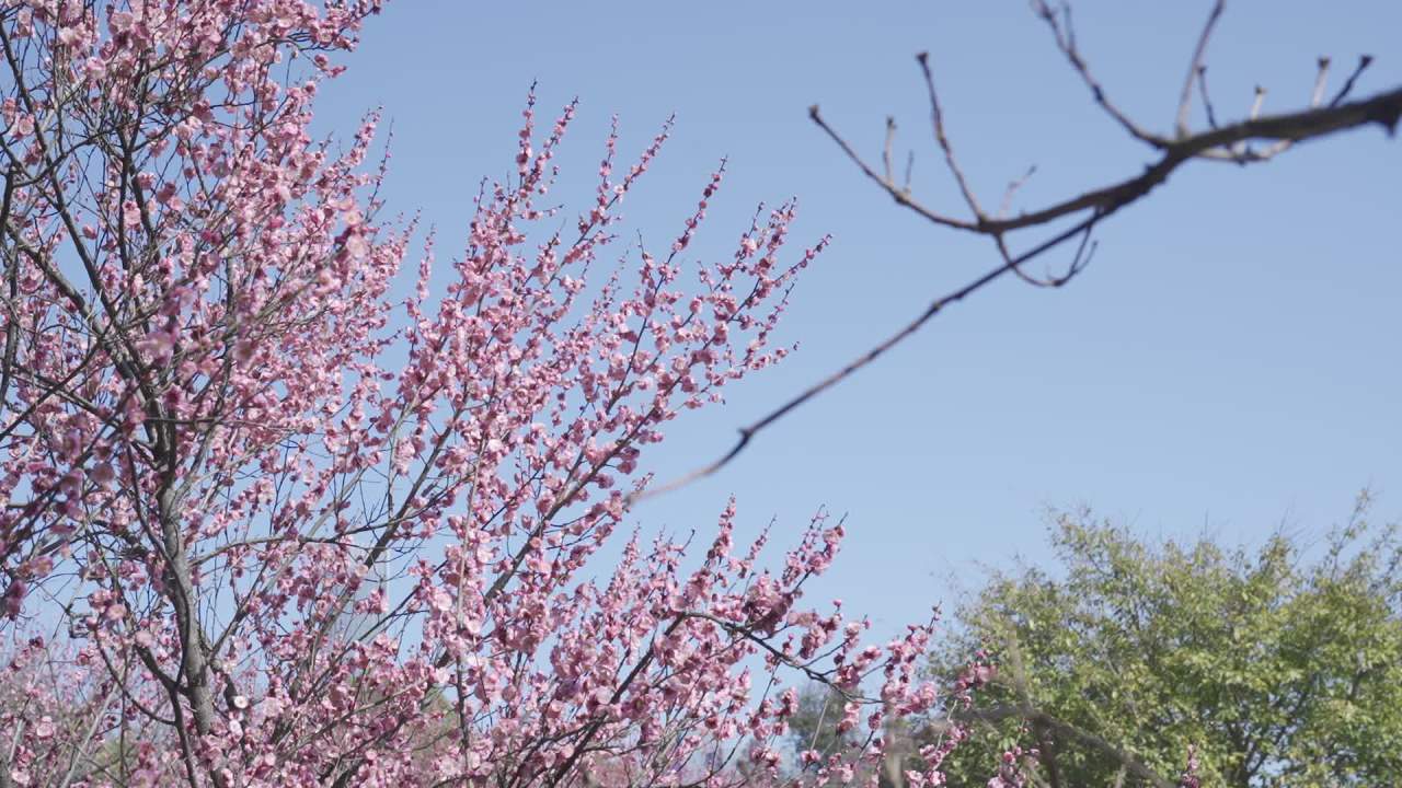 冬天的梅花 23