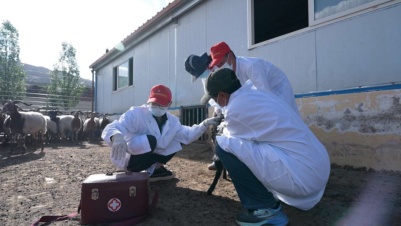 兽医团队给羊群做防疫