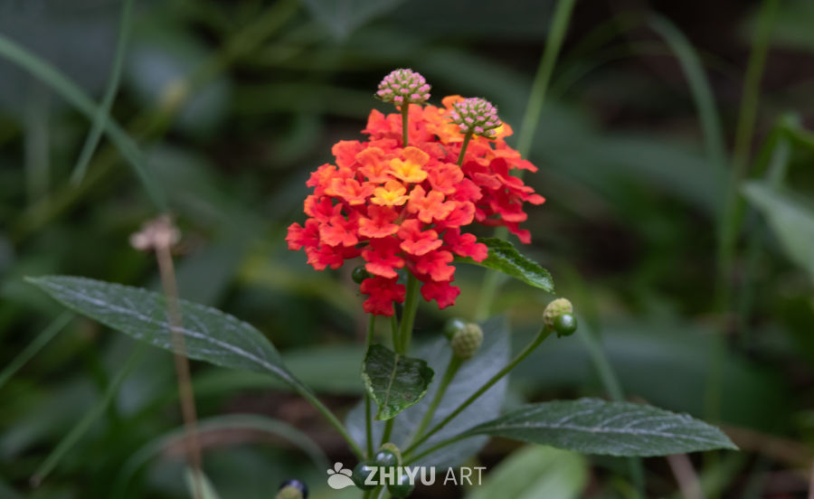 红花绿叶生机盎然