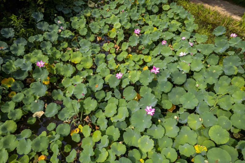 荷花