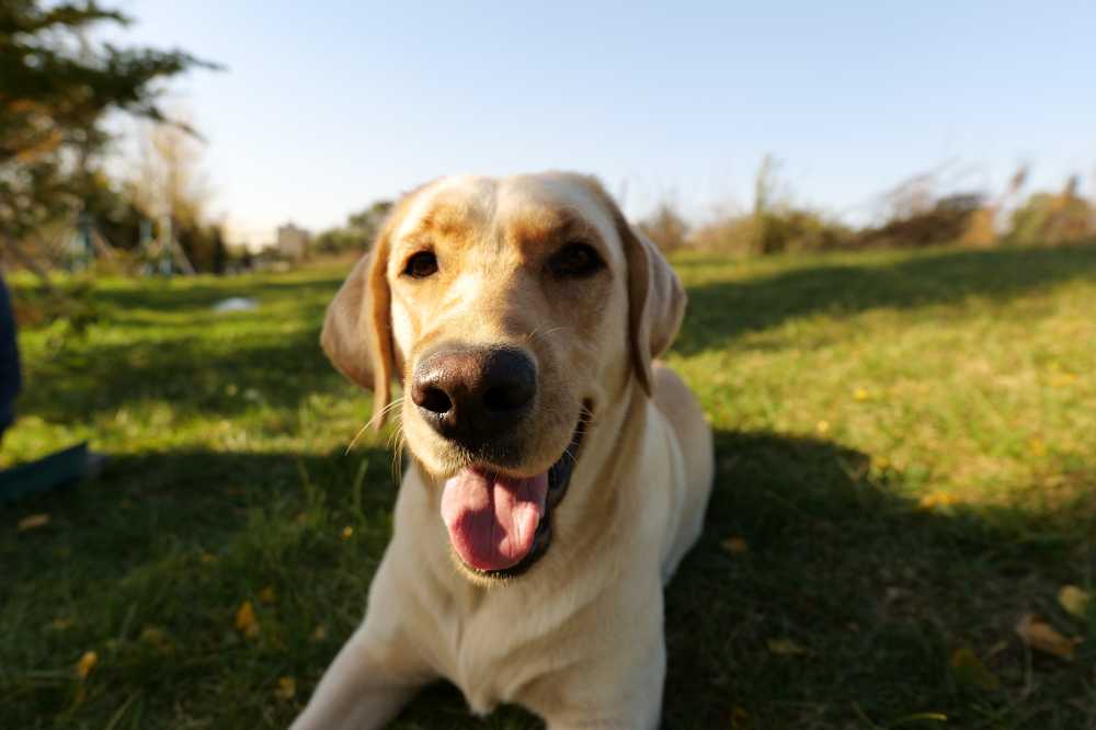 拉布拉多犬