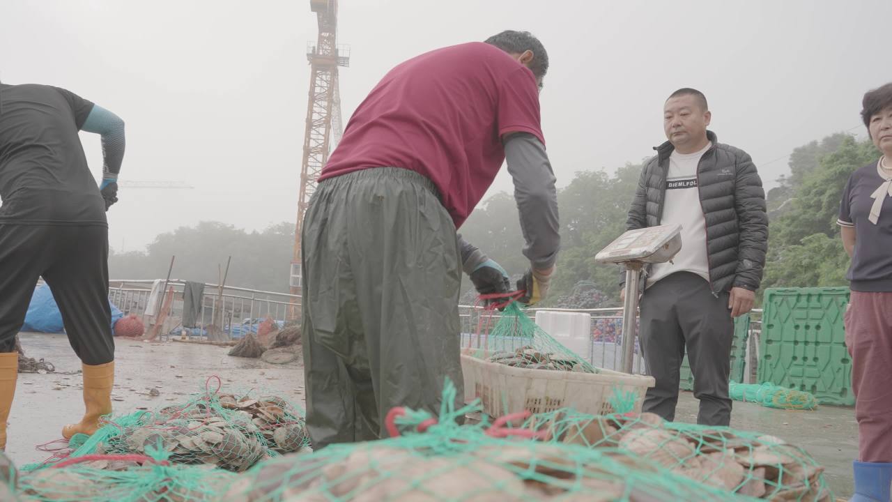 码头扇贝捕捞收获