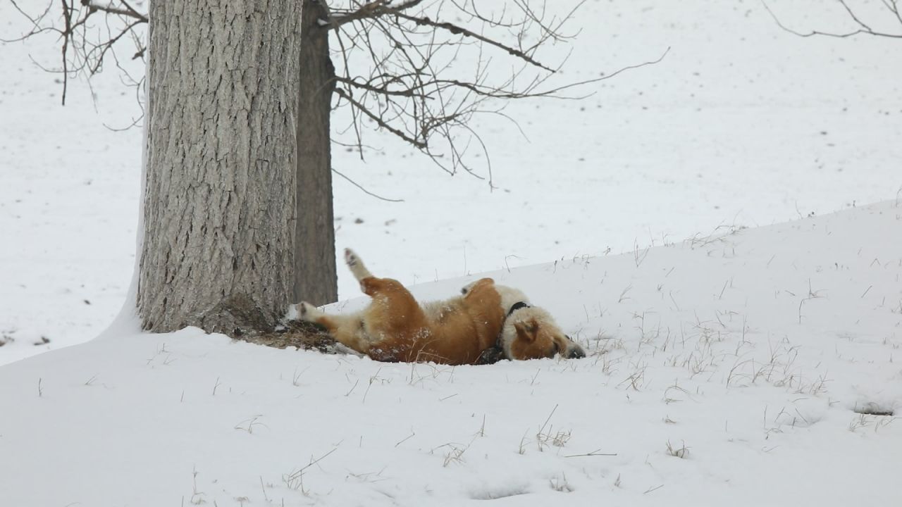 狗玩雪