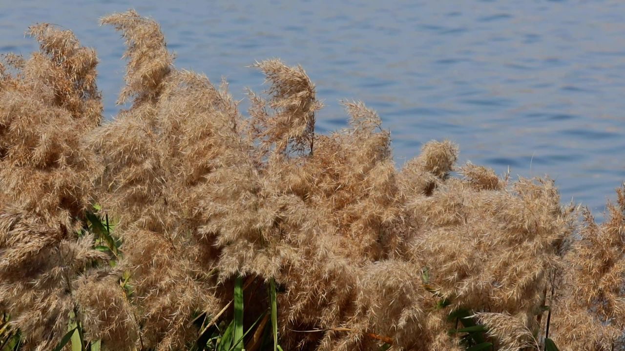 风吹蒲苇景观 10