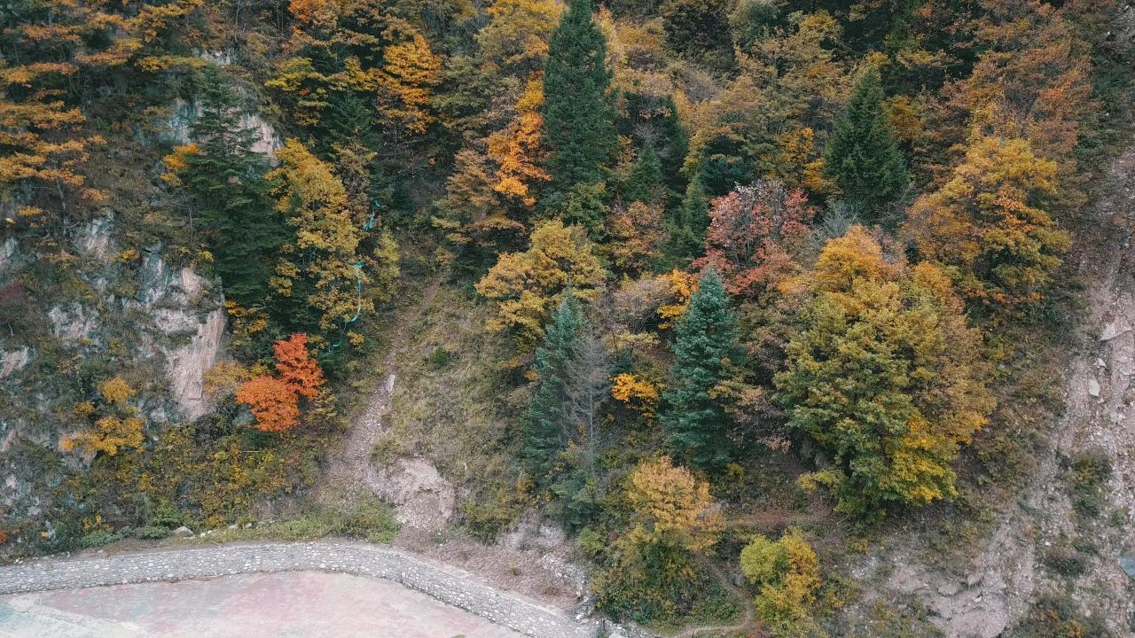 高原森林