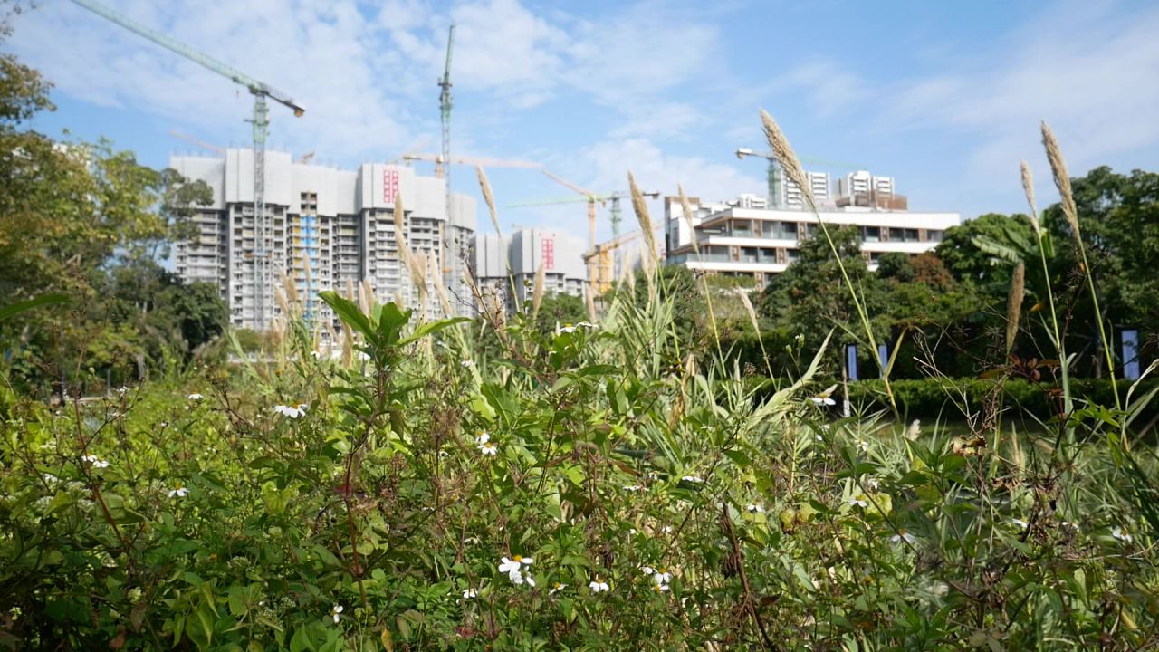 小河岸边茂盛的野草和芦竹