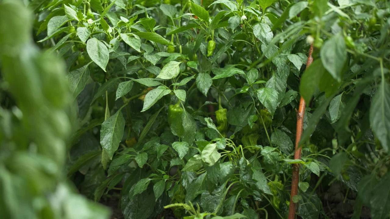 一天下雨水滴 31