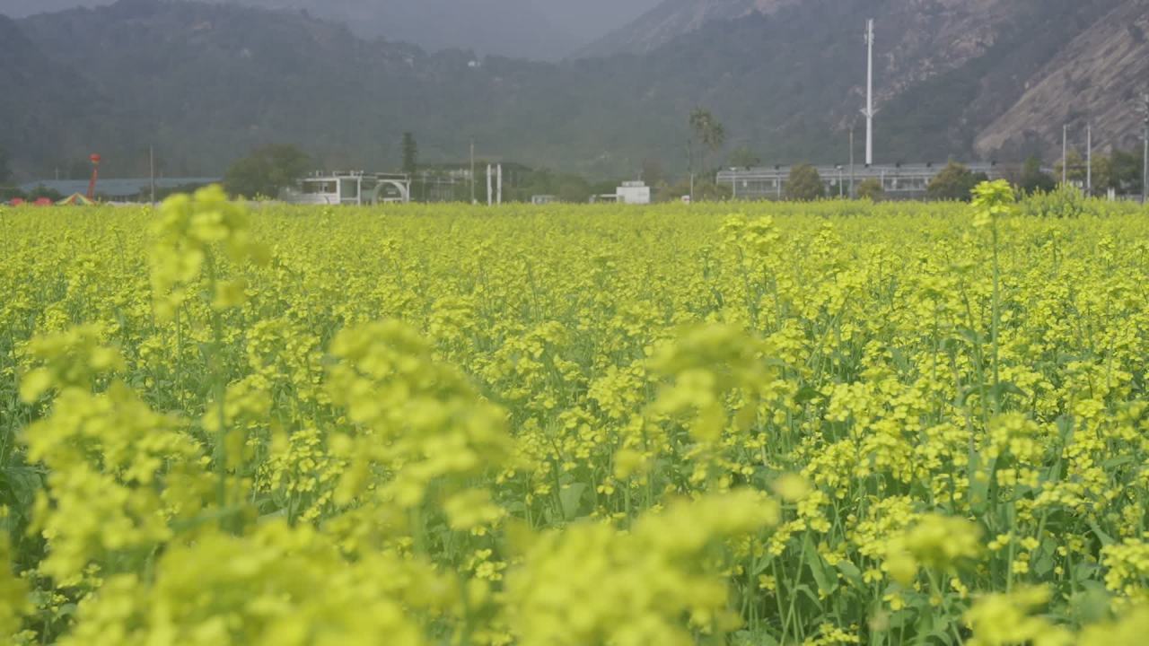 油菜花盛开 7