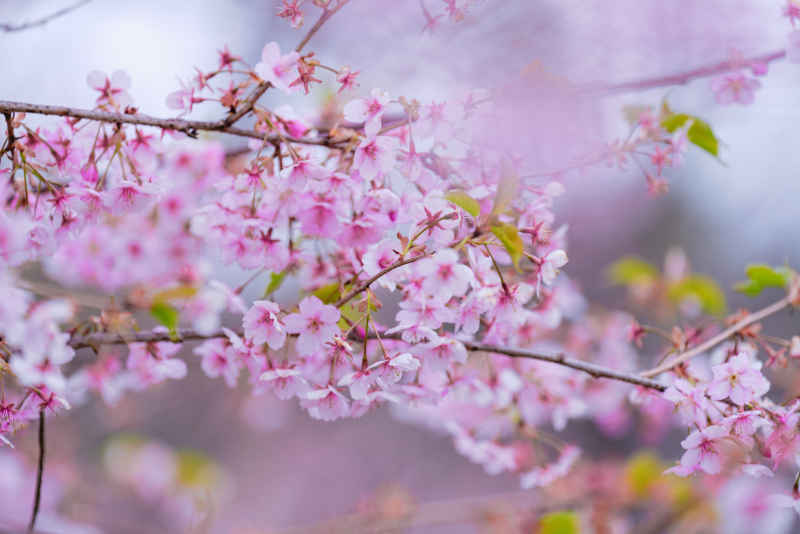 樱花季 36