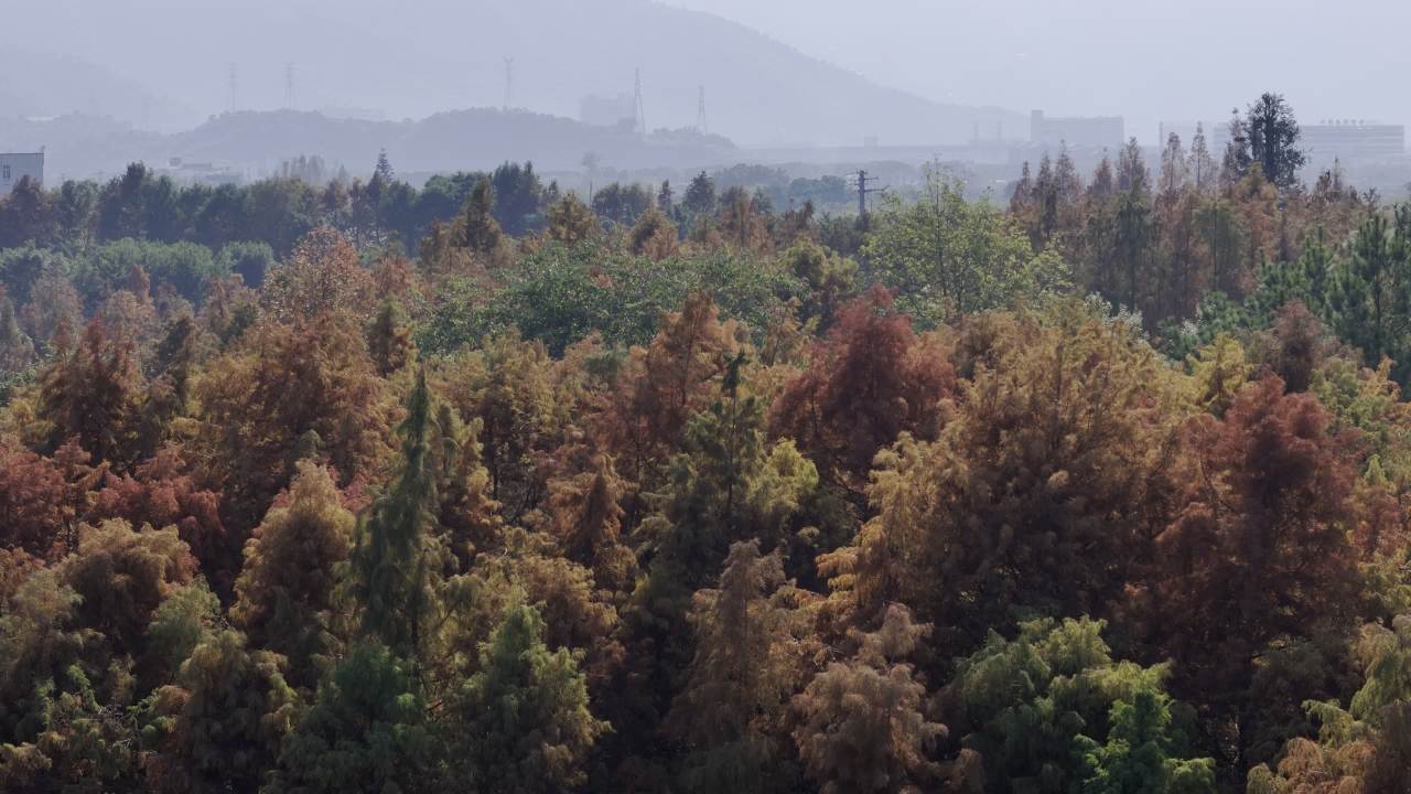 湿地红杉 23