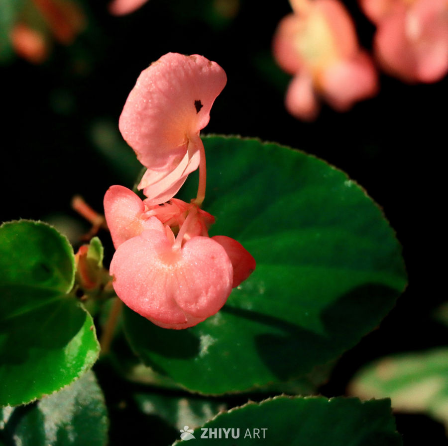 夏日宁静牵牛花
