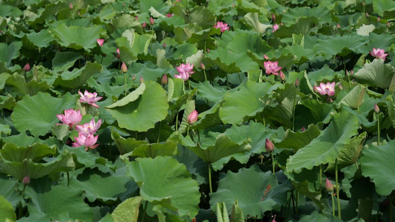 荷花 53