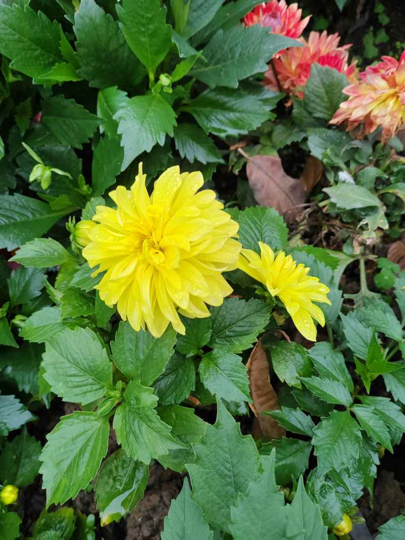 黄花