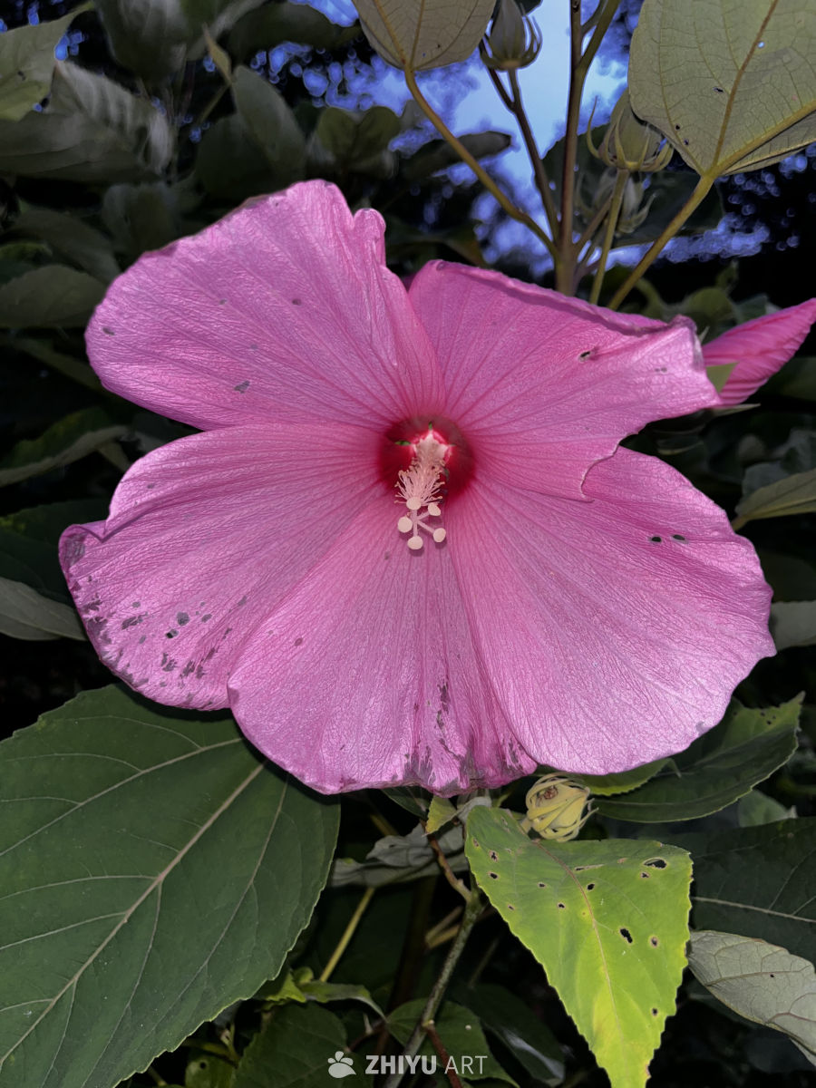 绽放的粉色芙蓉花
