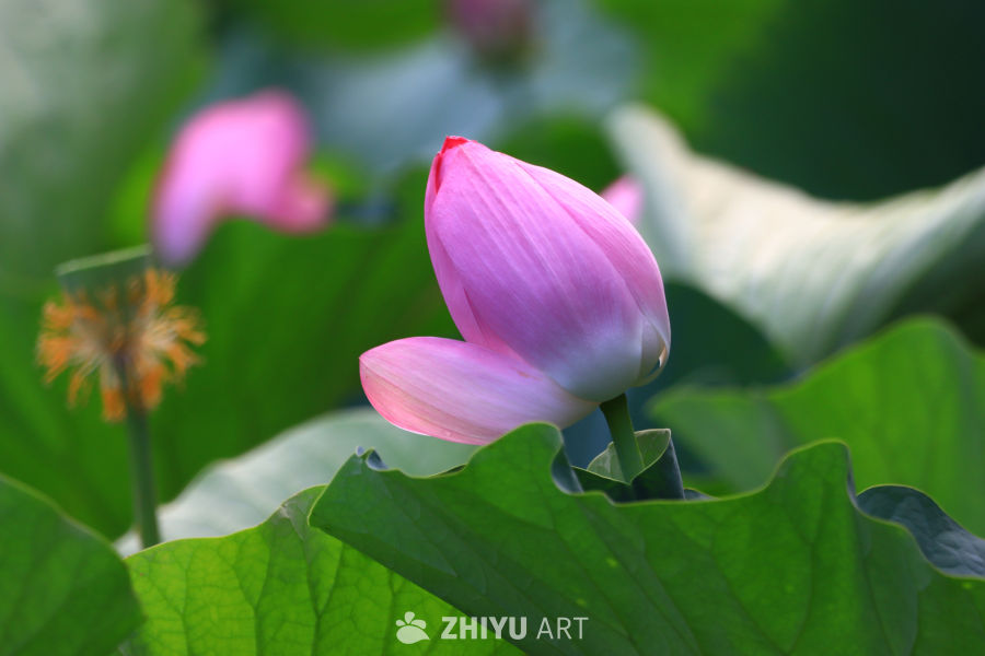 盛夏荷花 179