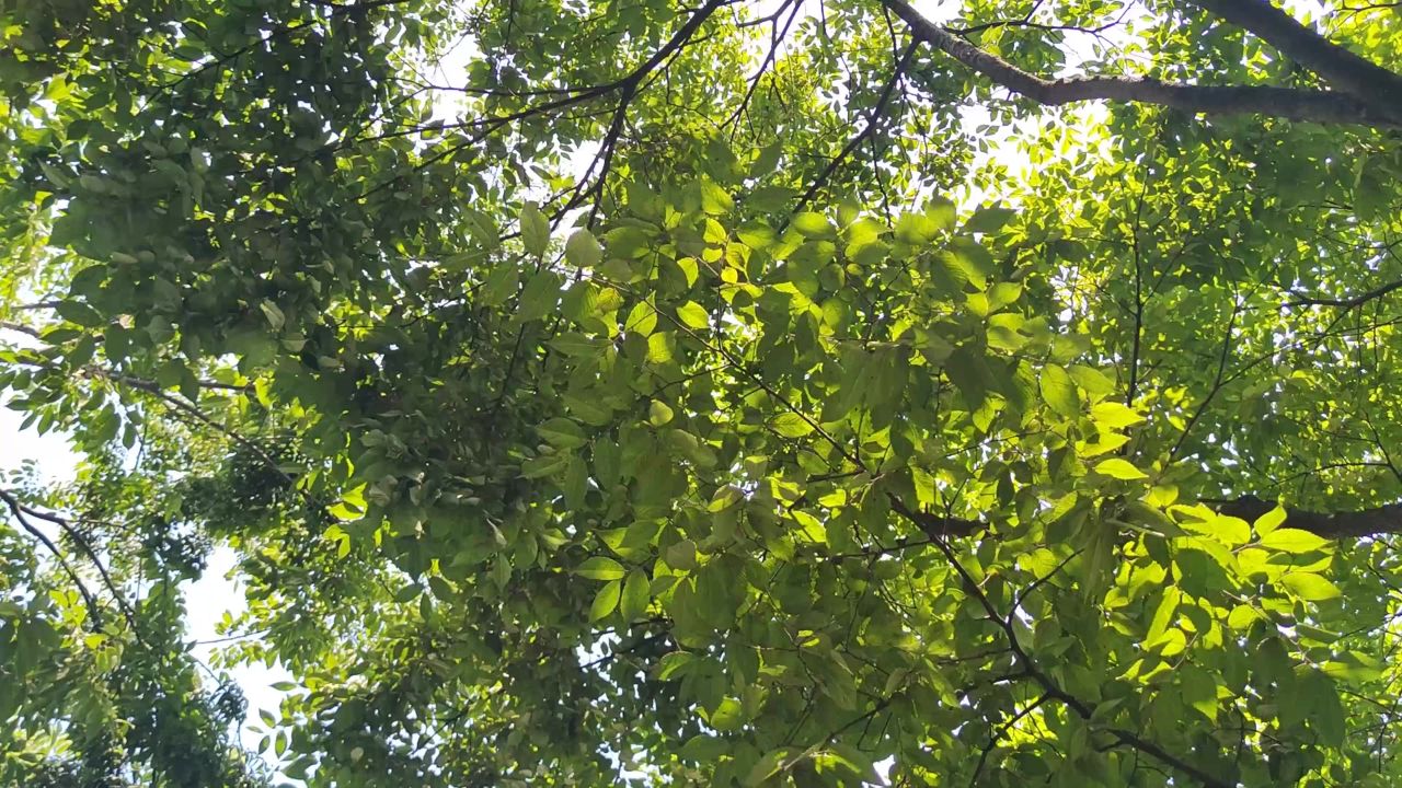 蓝天下风吹树叶植物实拍