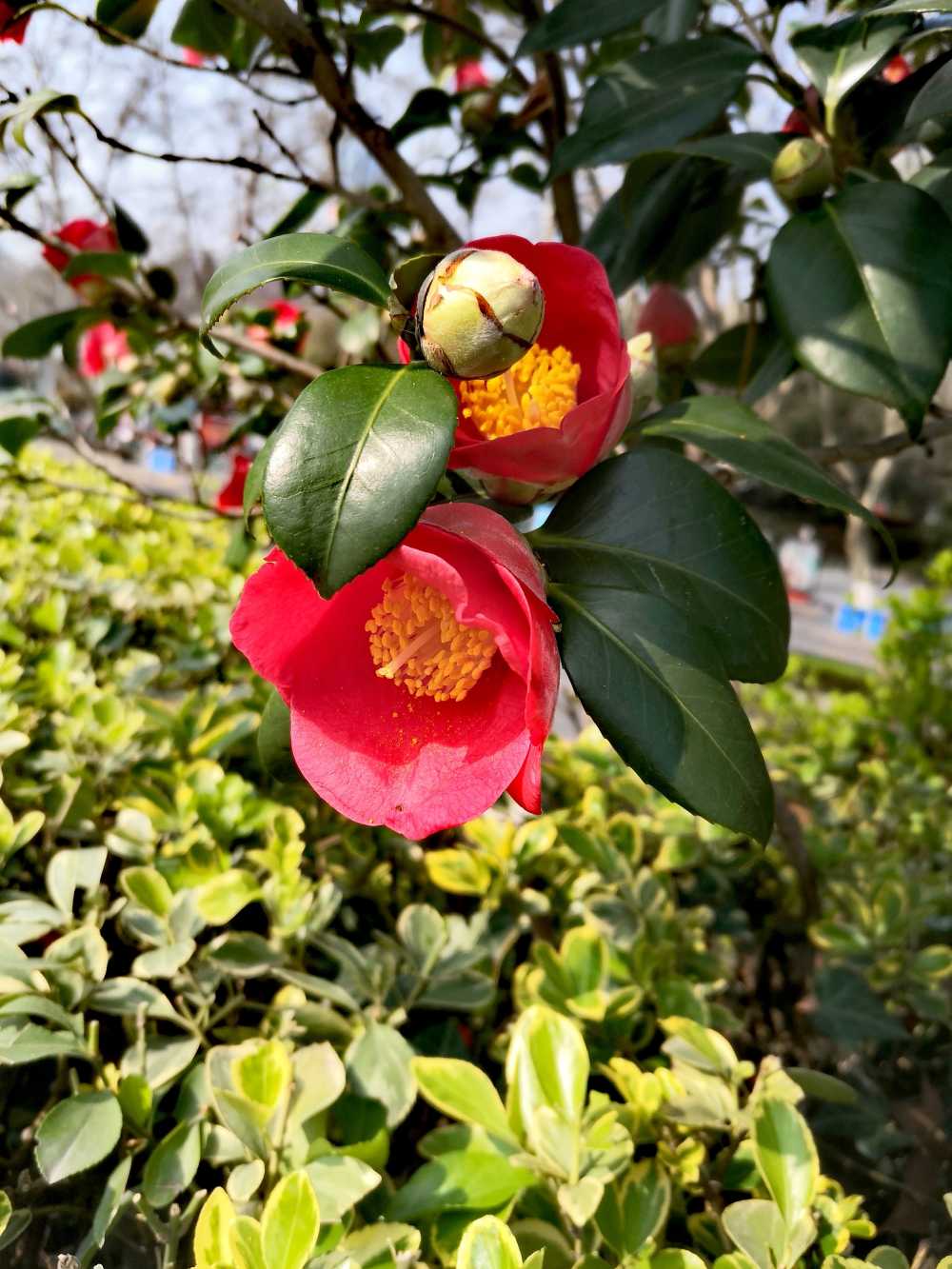 山茶花