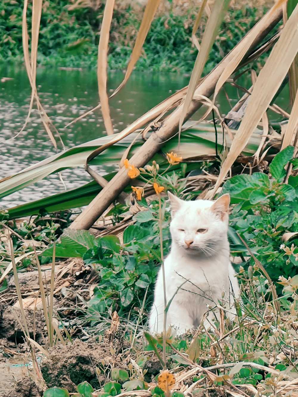 田野猫咪