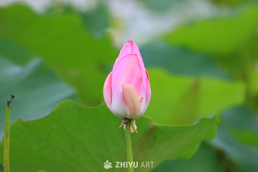 盛夏荷花 8