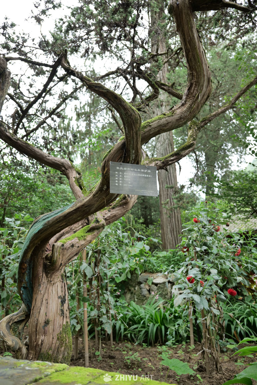 景区景色 142