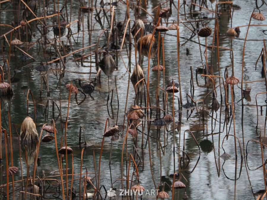 秋日枯荷静池塘