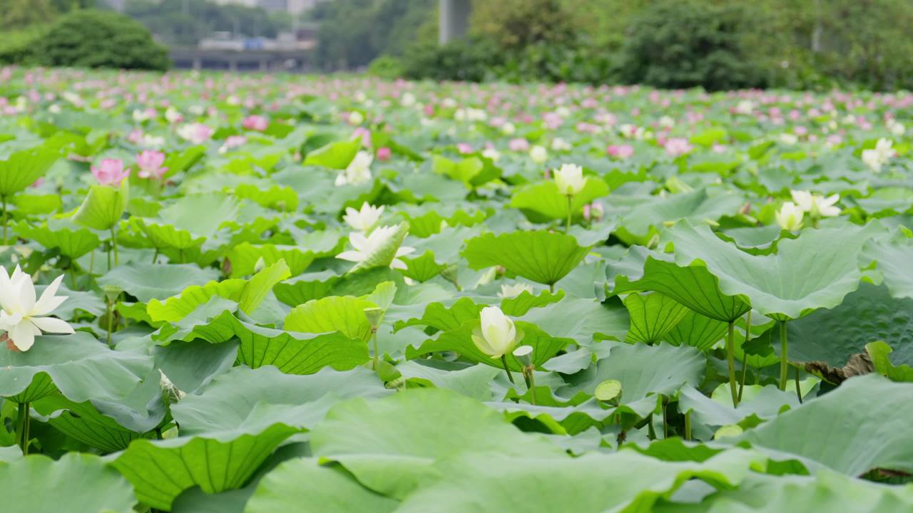 荷花02518920