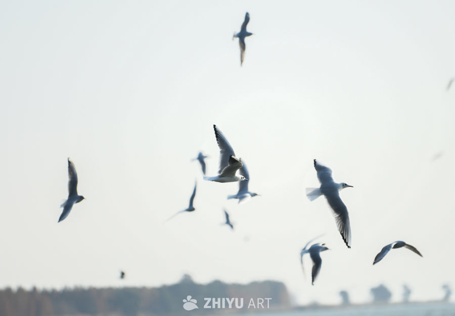 湿地公园  海鸥飞翔  鸟群飞翔 10