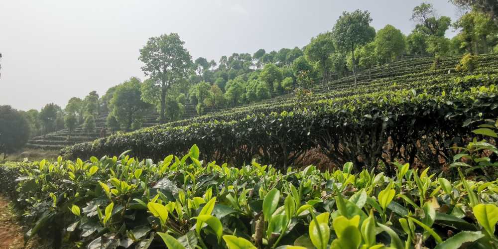 茶园新茶照片