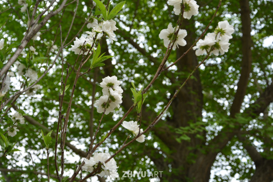 山桃花