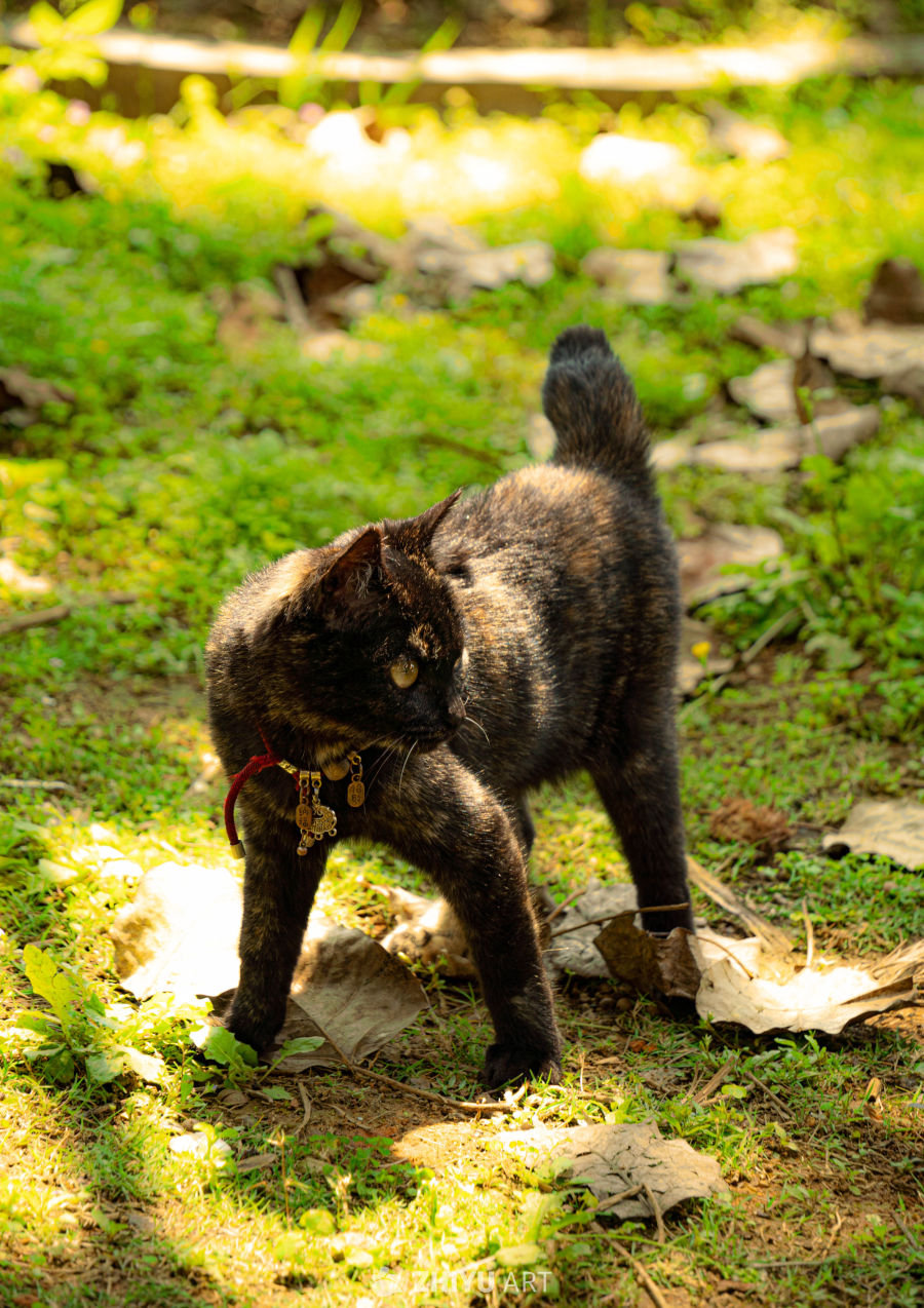 阳光下的小猫