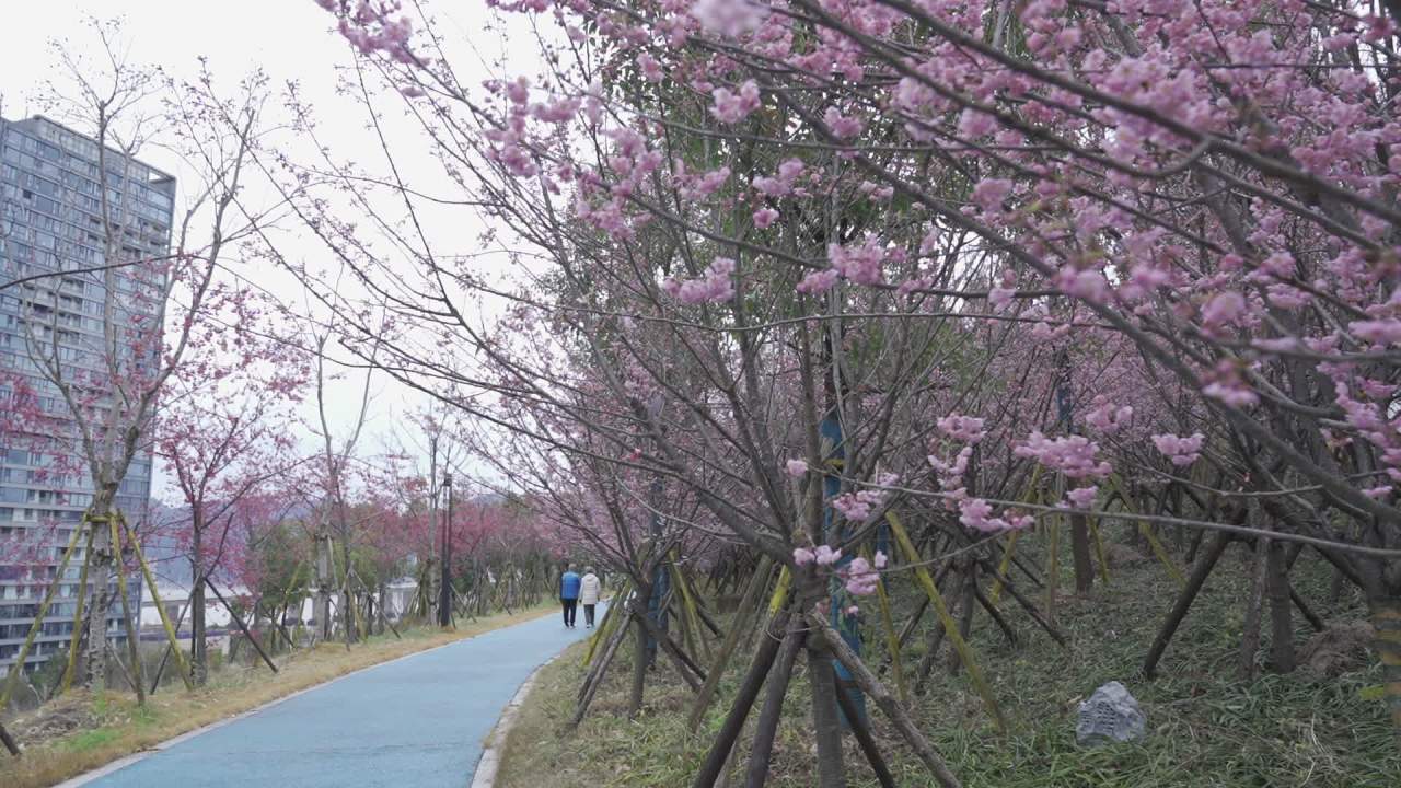 樱花盛开的公园