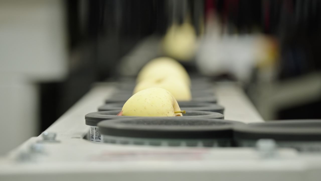 苹果传送带自动化分拣