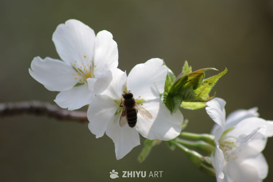 春日花间蜜蜂舞