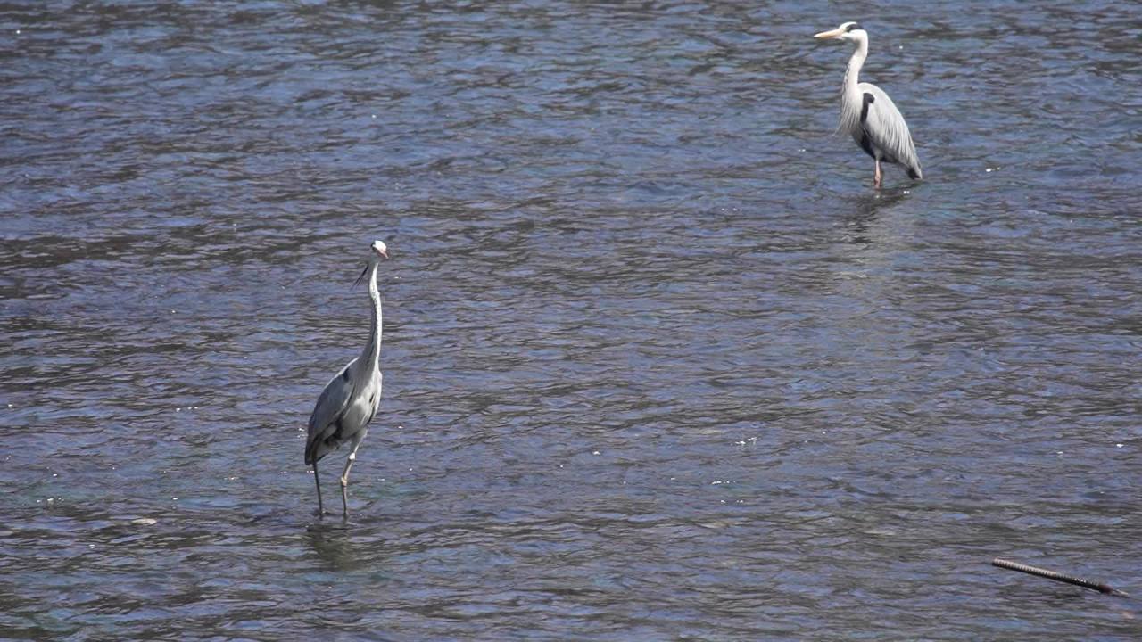 成都九眼桥的鹭鸟 2