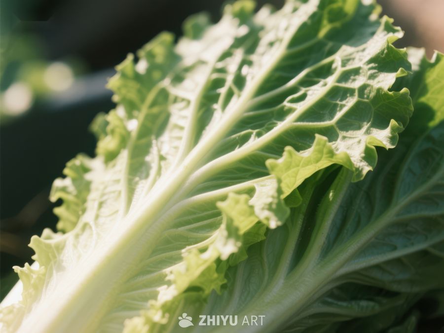 新鲜生菜的特写镜头 593