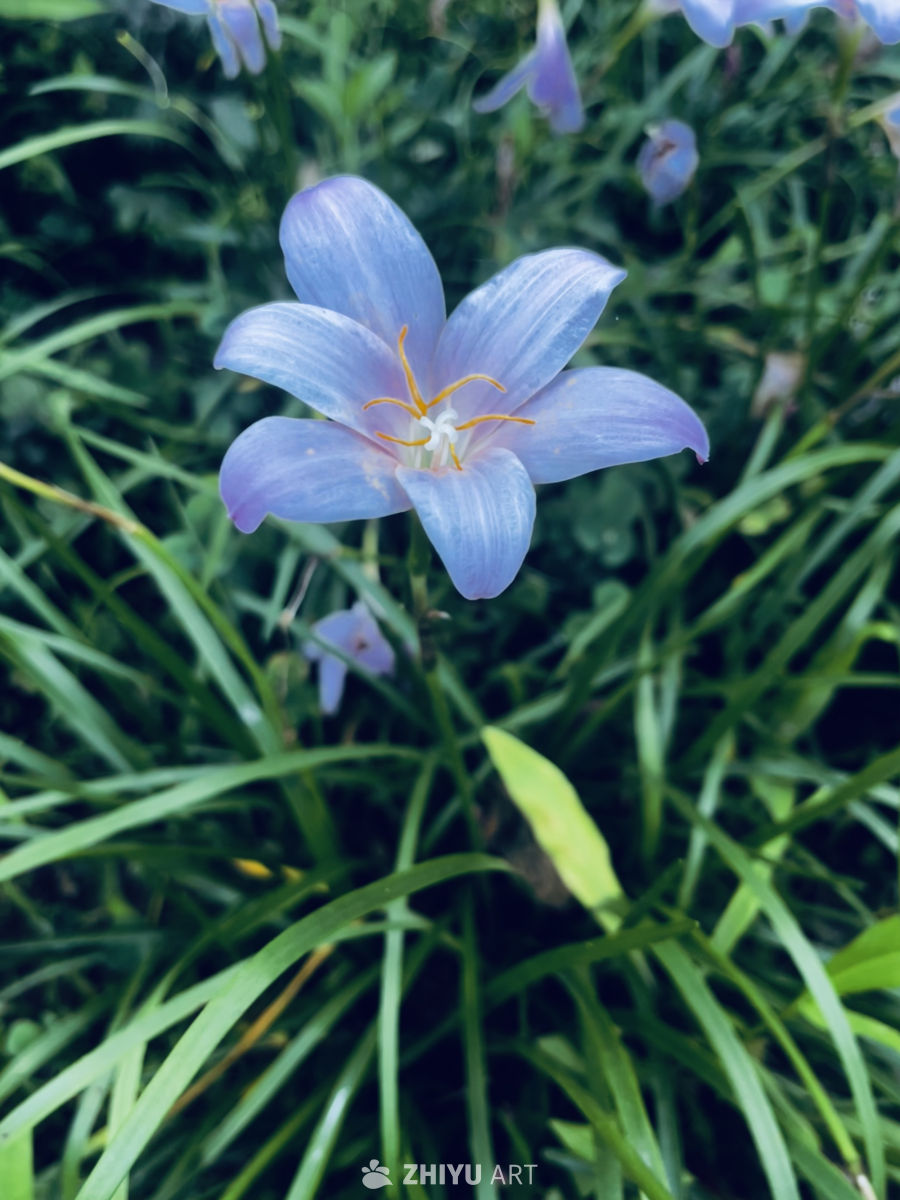 蓝紫色花朵与绿叶的和谐