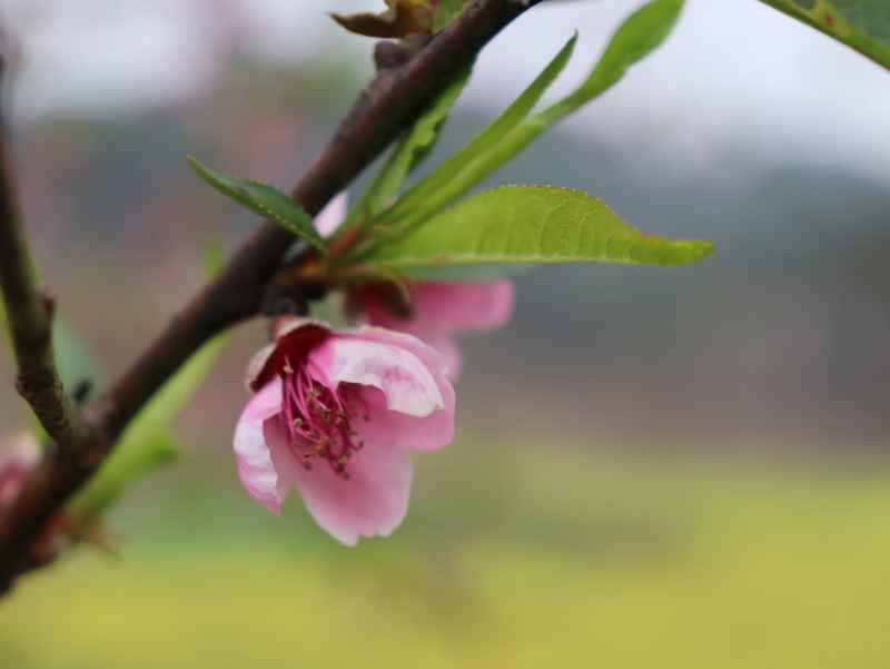 春色桃花相映开 10