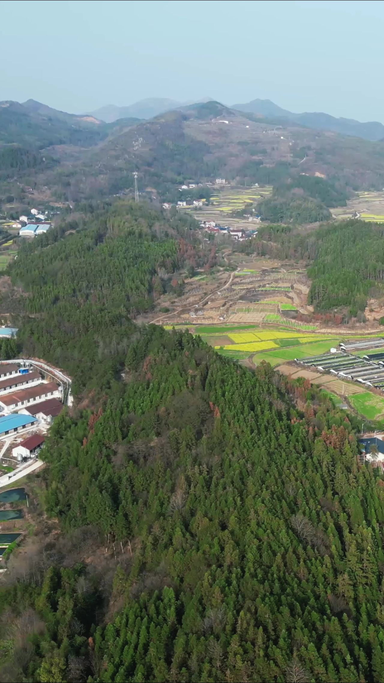 美丽乡村田园农业种植农作物竖屏航拍  
