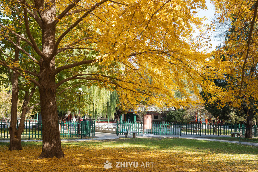 北京中山公园银杏