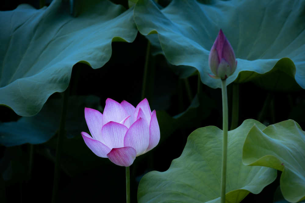 花苞