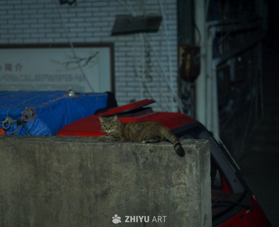 夜猫子的宁静时光