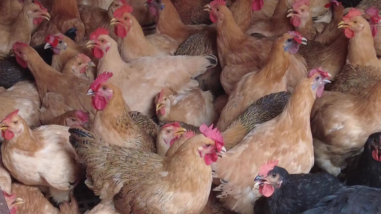 农业养殖家禽土鸡实拍