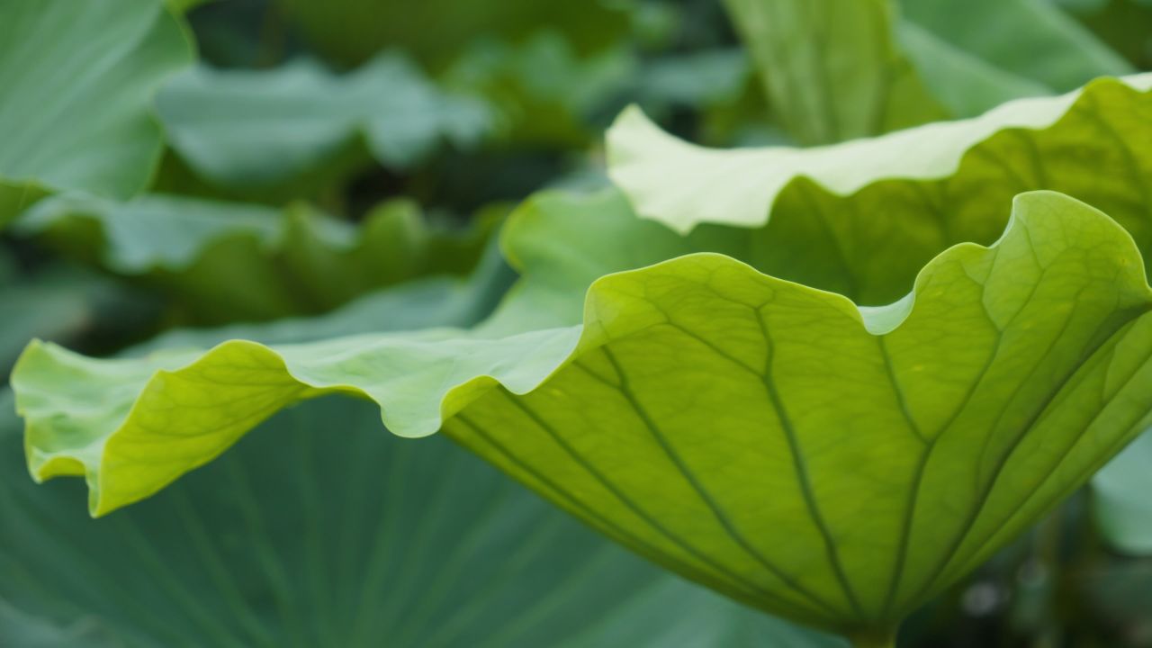 夏天池塘湿地荷花荷叶莲蓬 50